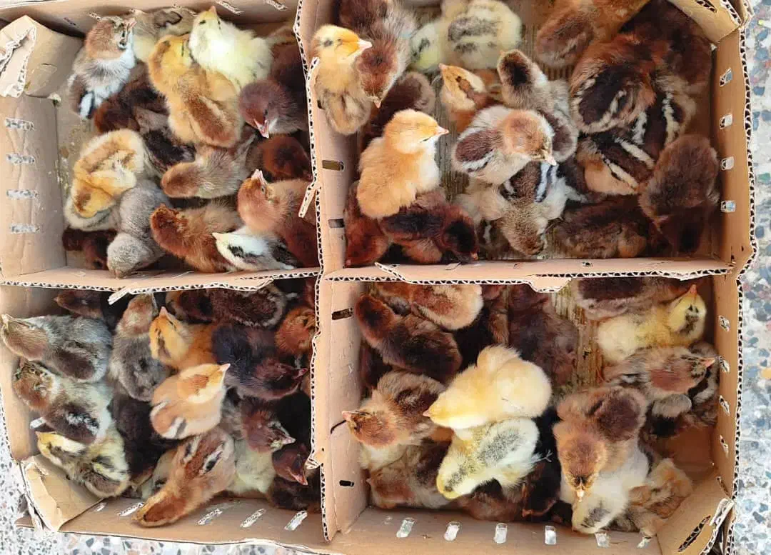 جوجه محلی|حیوانات مزرعه|شوشتر, |دیوار