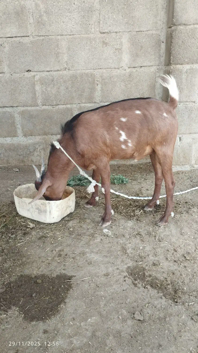 کهره نر سرحال|حیوانات مزرعه|میناب, |دیوار