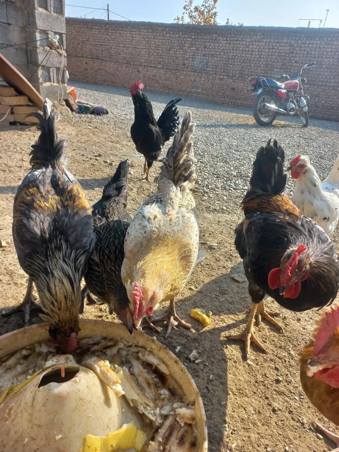 خروس  محلی|حیوانات مزرعه|هشتگرد, خور|دیوار