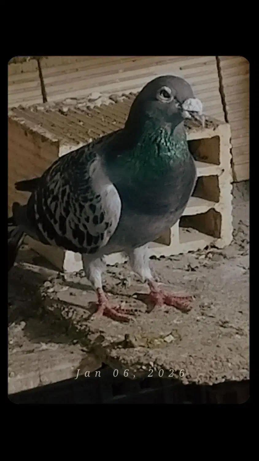 3کفتر پلاکی گمشد|حیوانات|بندر امام خمینی, |دیوار