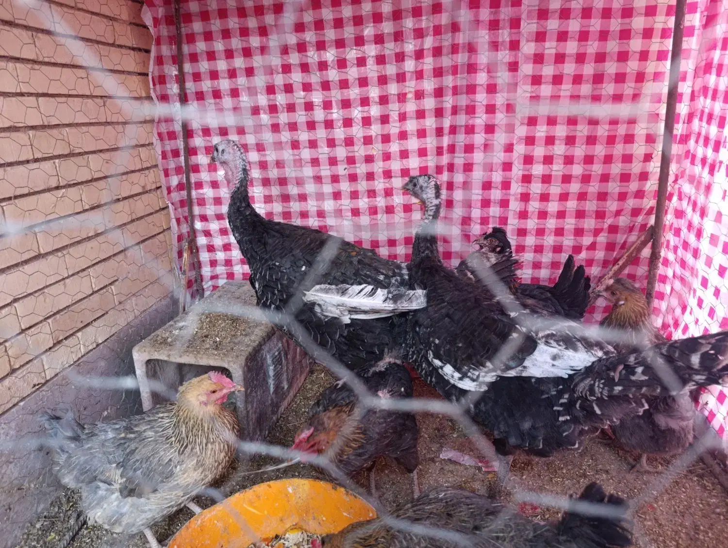 بوقلمون جوان|حیوانات مزرعه|رفسنجان, |دیوار