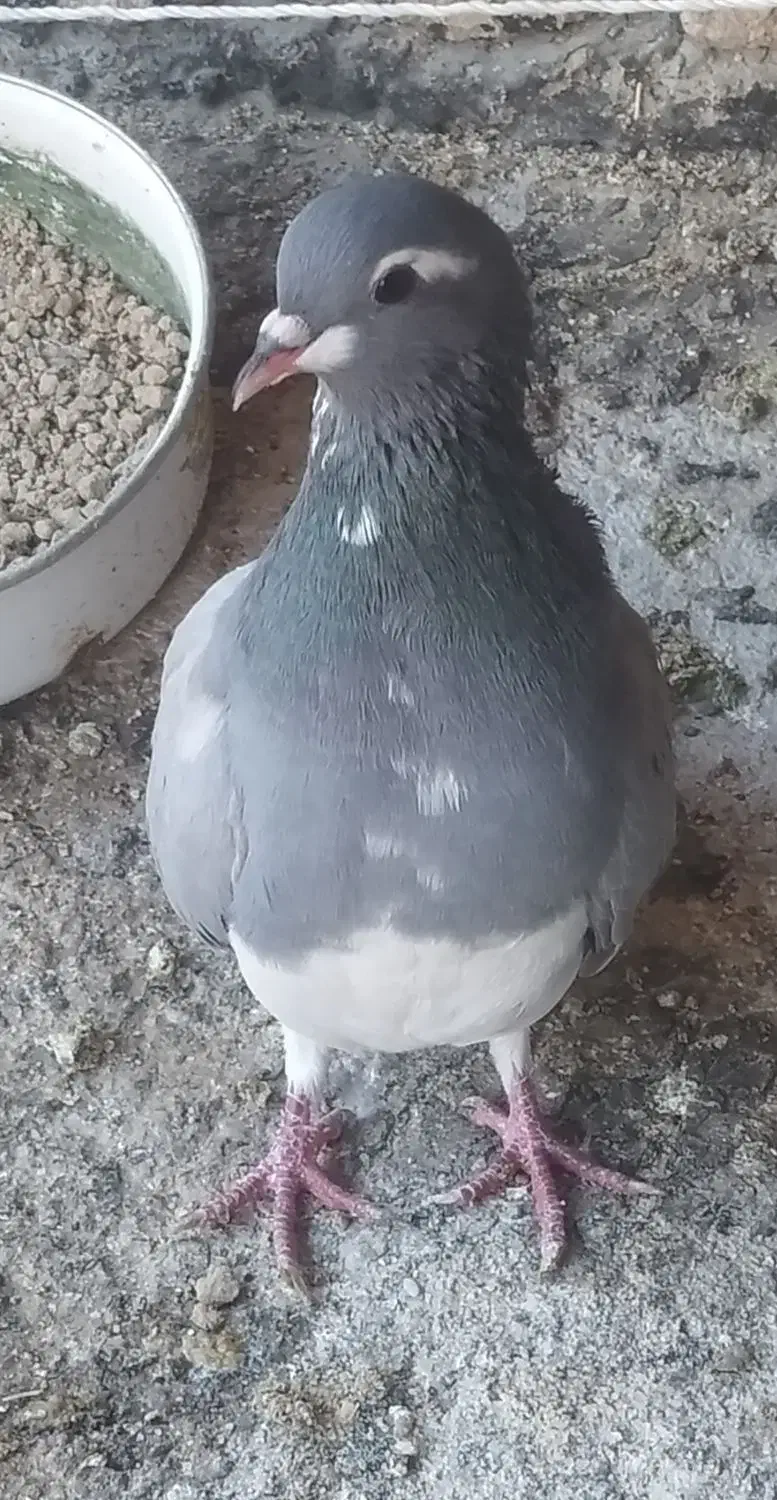 خرقه|پرنده|اصفهان, جویباره|دیوار