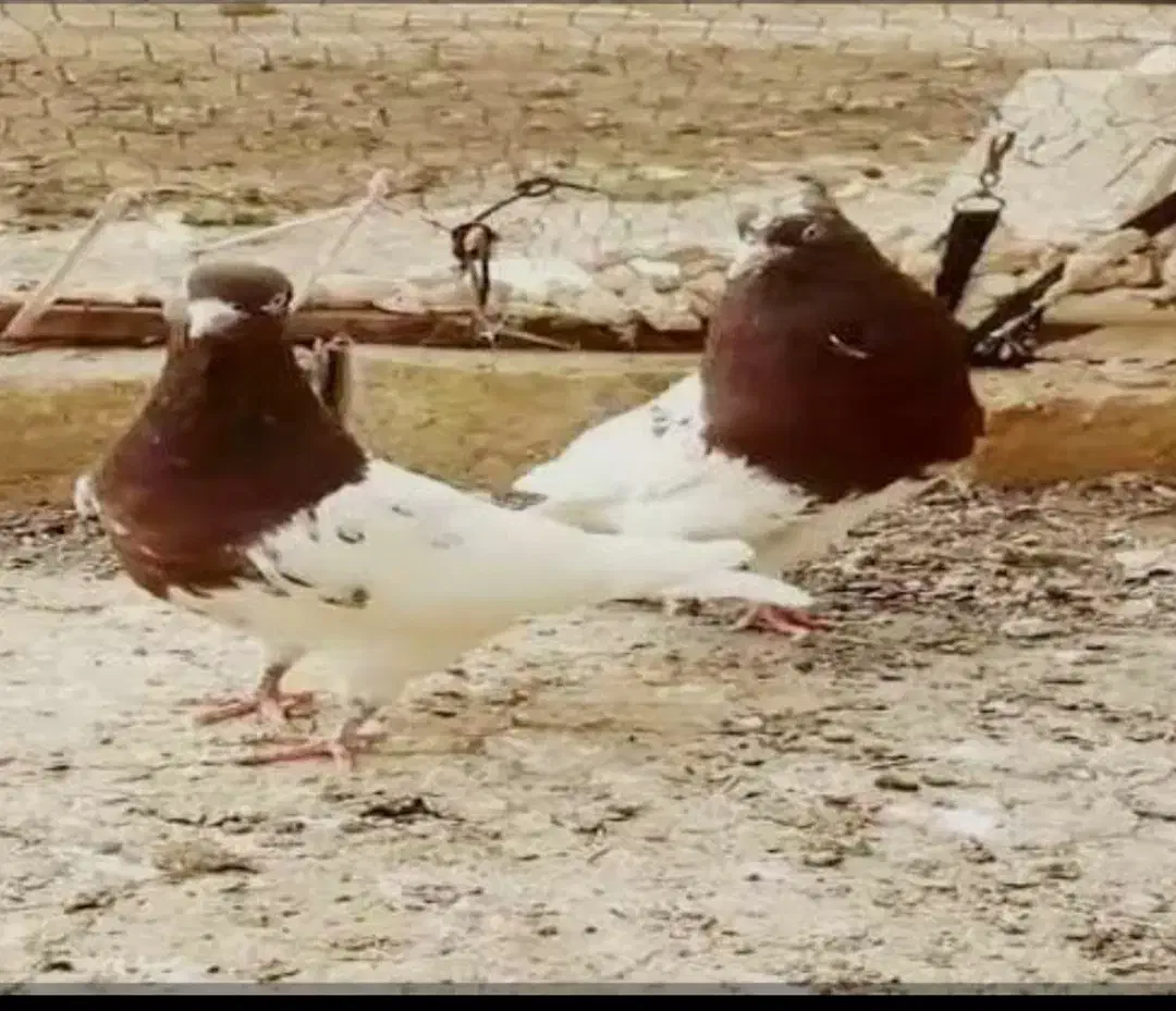 کفتر کل قرمز گمشده|حیوانات|پاکدشت, پاکدشت (مامازند)|دیوار