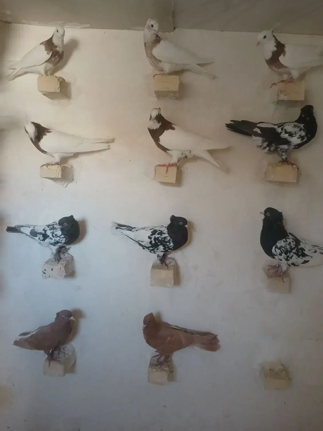 کبوتر|پرنده|شیراز, حومه شیراز|دیوار