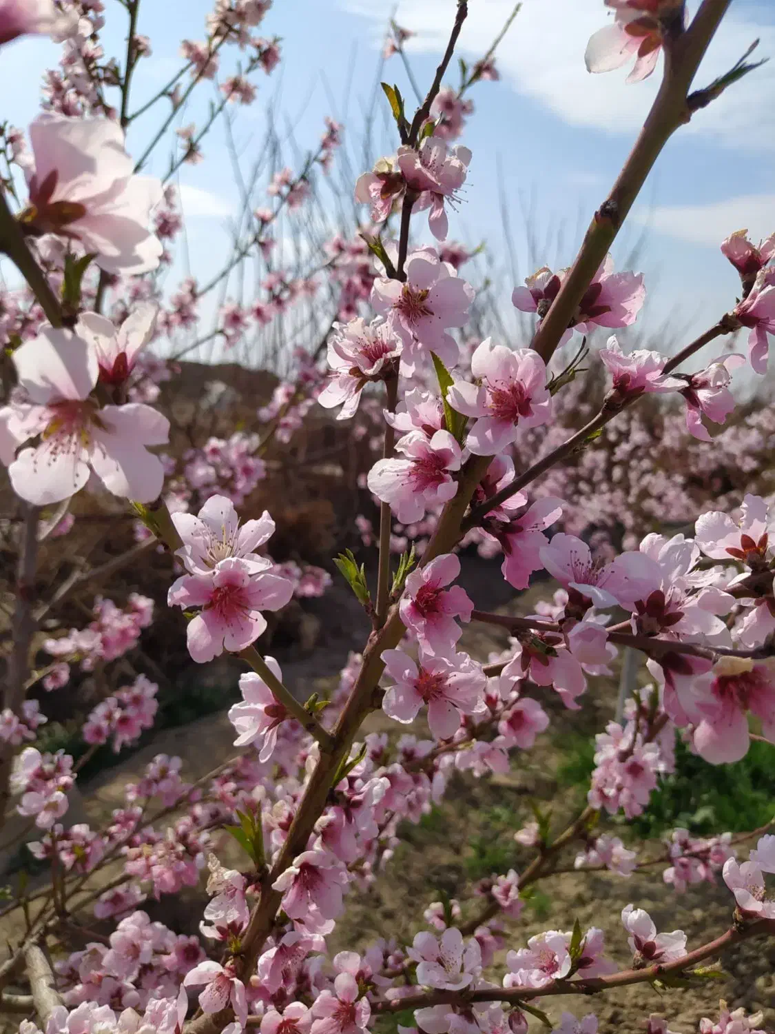 باغچه 650 متری ماهدشت فروش فوری|فروش زمین و ملک کلنگی|ماهدشت, |دیوار