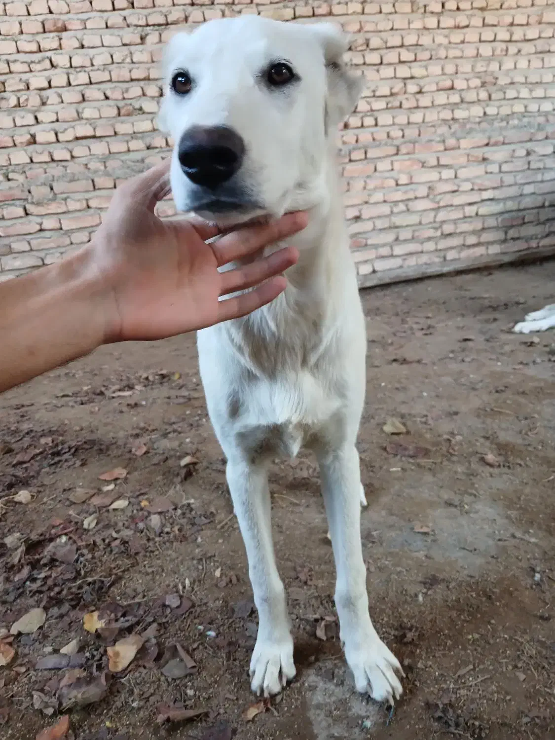 توله سگ ماده 5 ماهه|سگ|بندر ترکمن, |دیوار