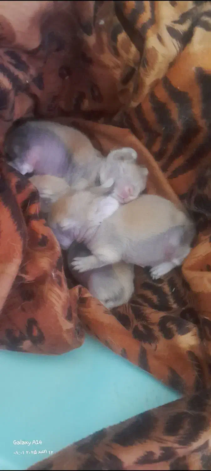 خرگوش لوپ یک ماهه|موش و خرگوش|اندیشه, شهرک مریم|دیوار