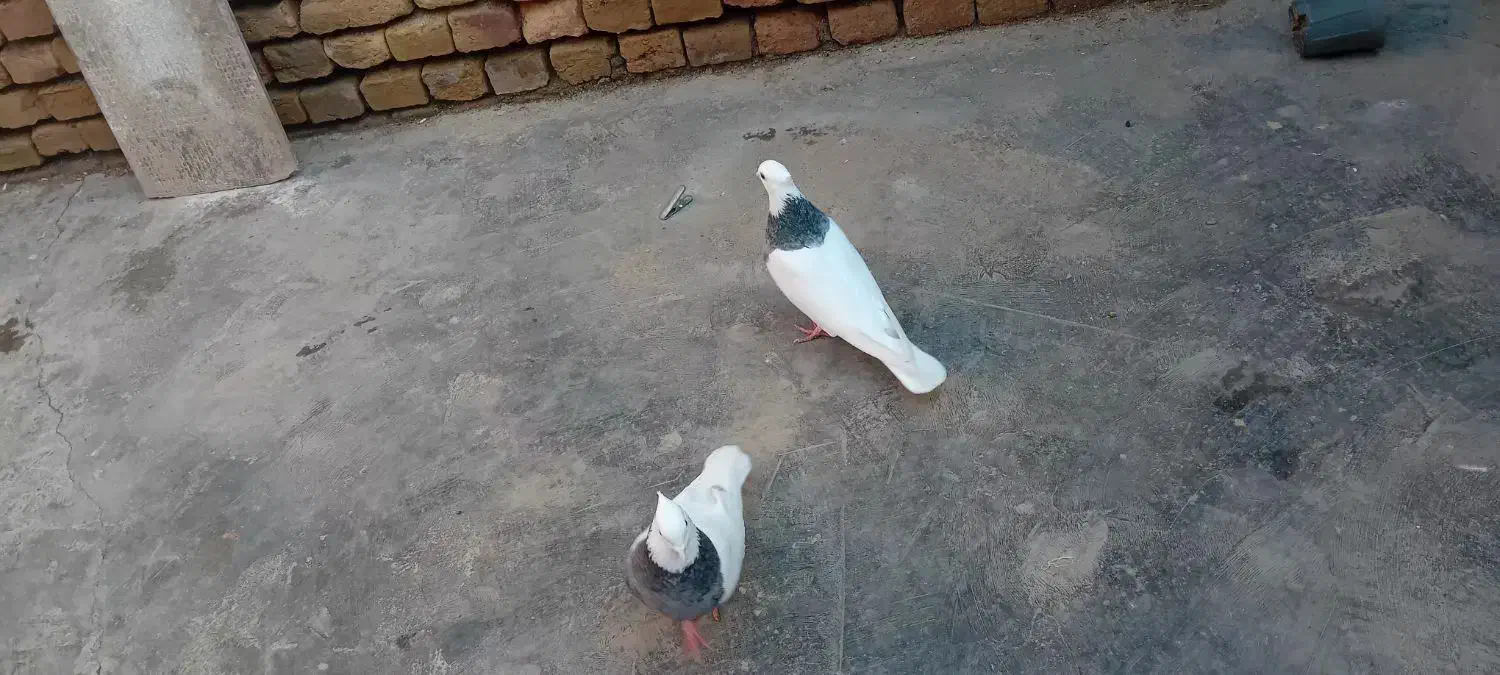 یک جفت طوقی هفرنگ|حیوانات|سبزوار, صالح آباد|دیوار