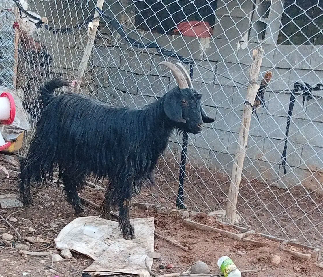 بز داشتی|حیوانات مزرعه|سی‌سخت, |دیوار