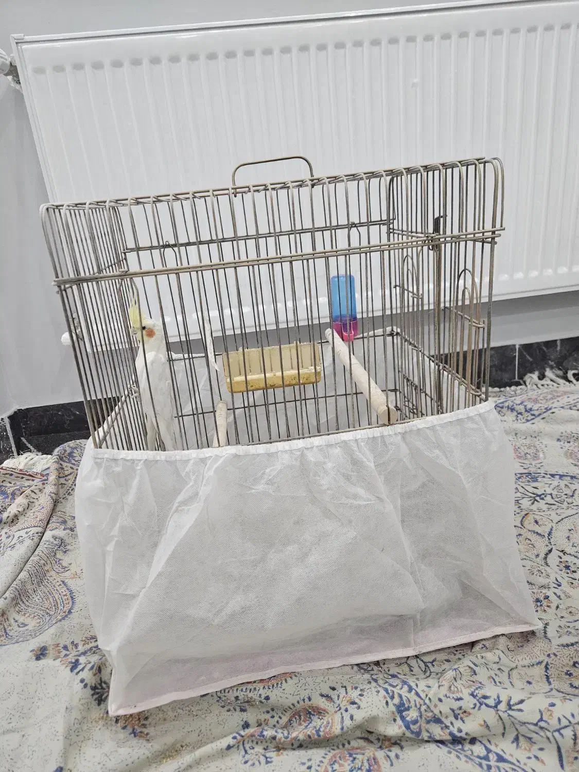 عروس هلندی لوتینو|پرنده|مشهد, رده|دیوار