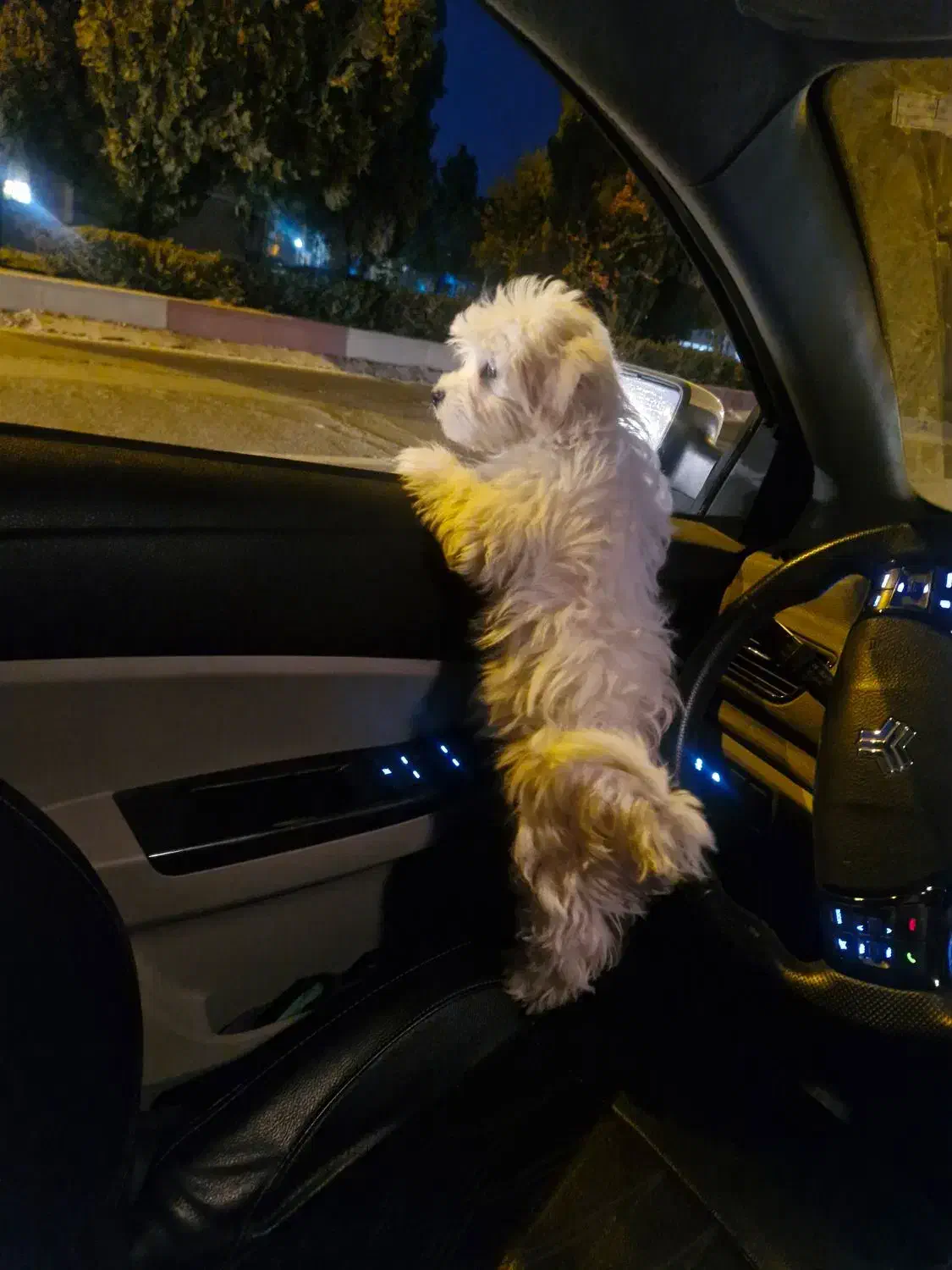 سگ شیتزو|سگ|شهر بابک, |دیوار