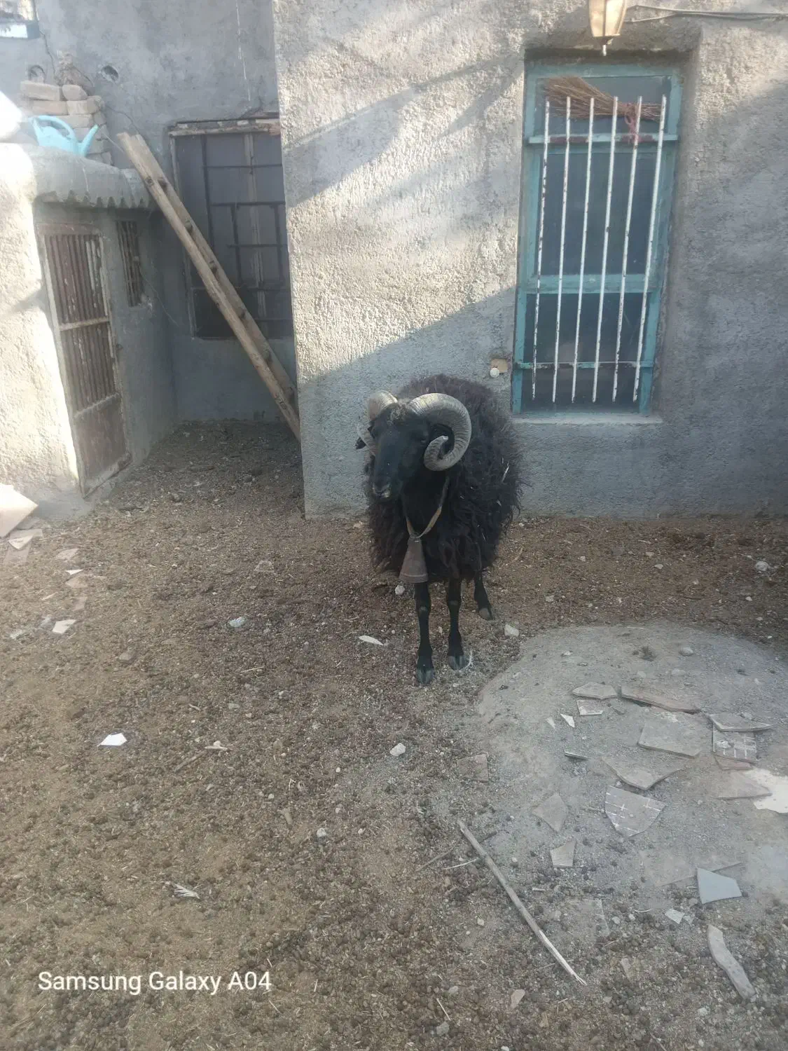 قوچ نژادکلکو5 ساله|حیوانات مزرعه|قم, پردیسان|دیوار