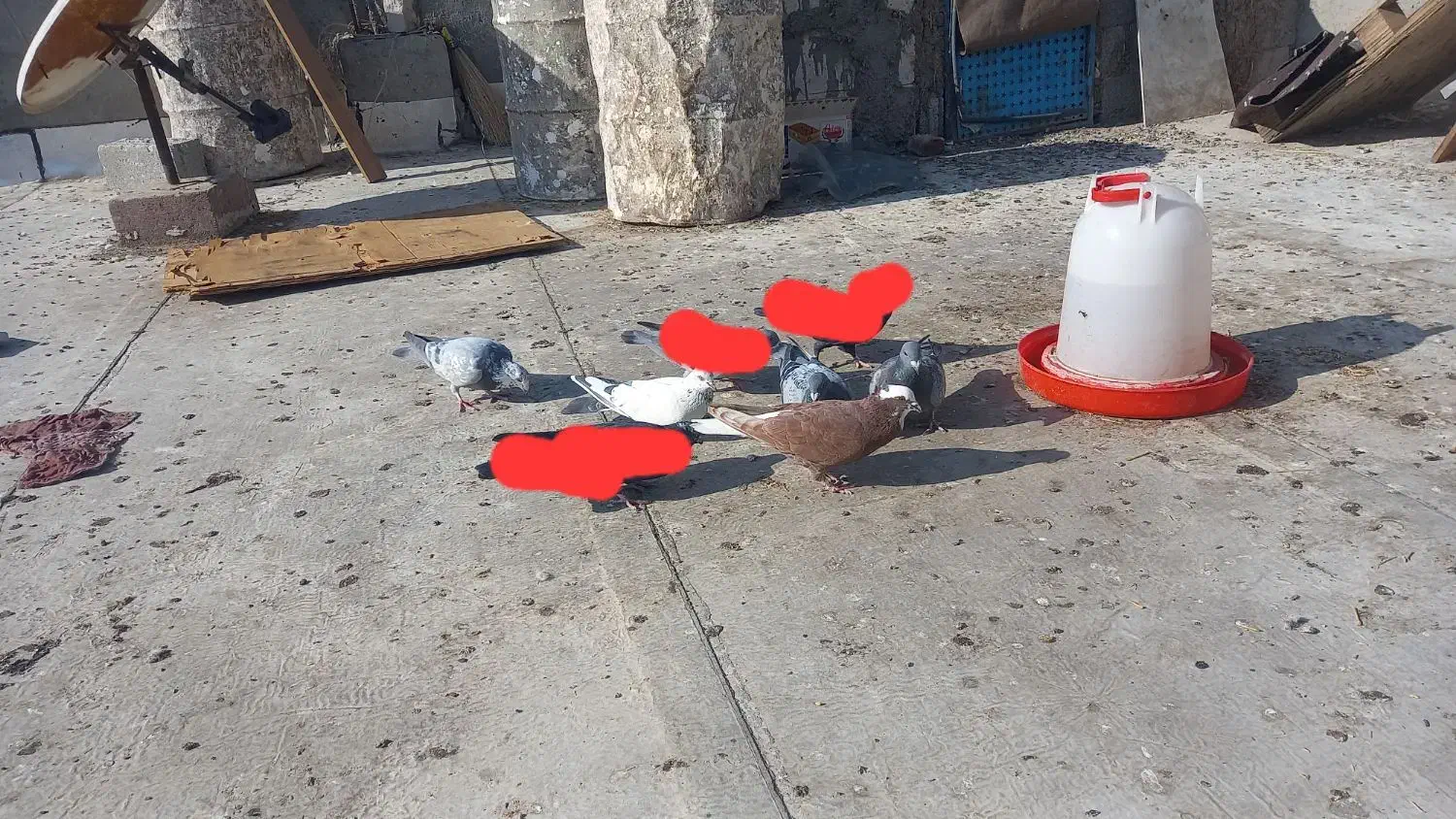 کبوترپلاکی وعرب وگوقویروخ|پرنده|بناب, |دیوار