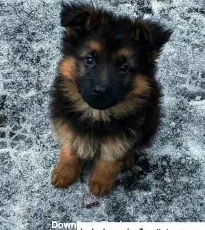 توله ژرمن شولاین|سگ|گلپایگان, |دیوار