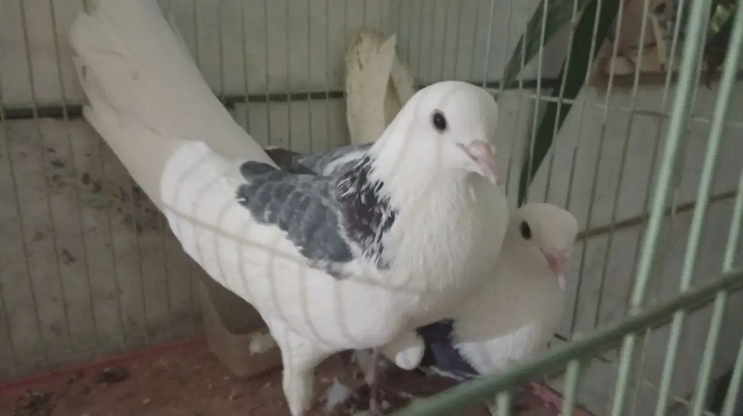 کبوتر|پرنده|شاهین‌شهر, شهرک ردانی پور|دیوار