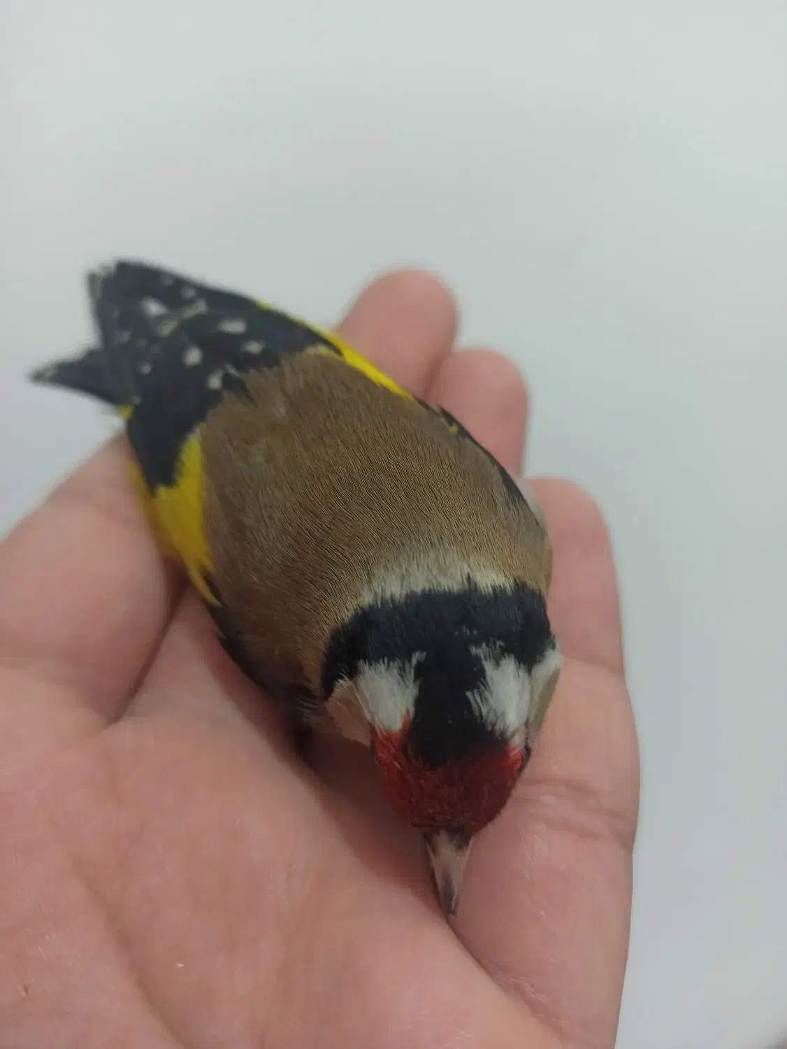 سهره غریب|پرنده|سنندج, |دیوار