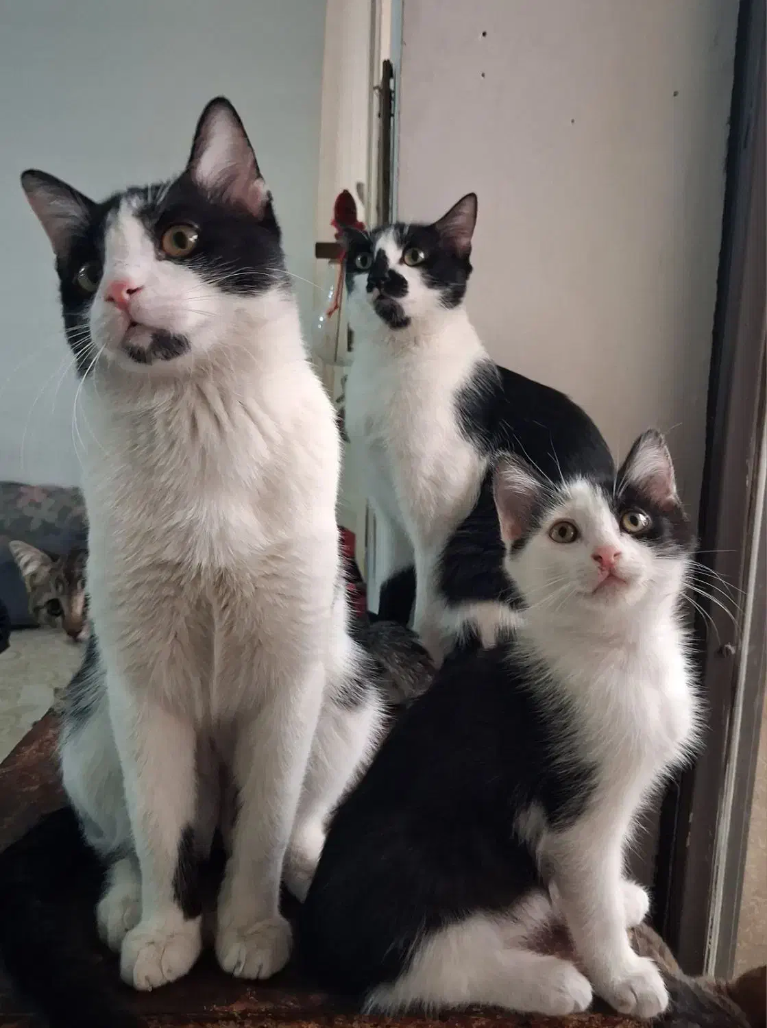 واگذاری گربه|گربه|زنجان, |دیوار