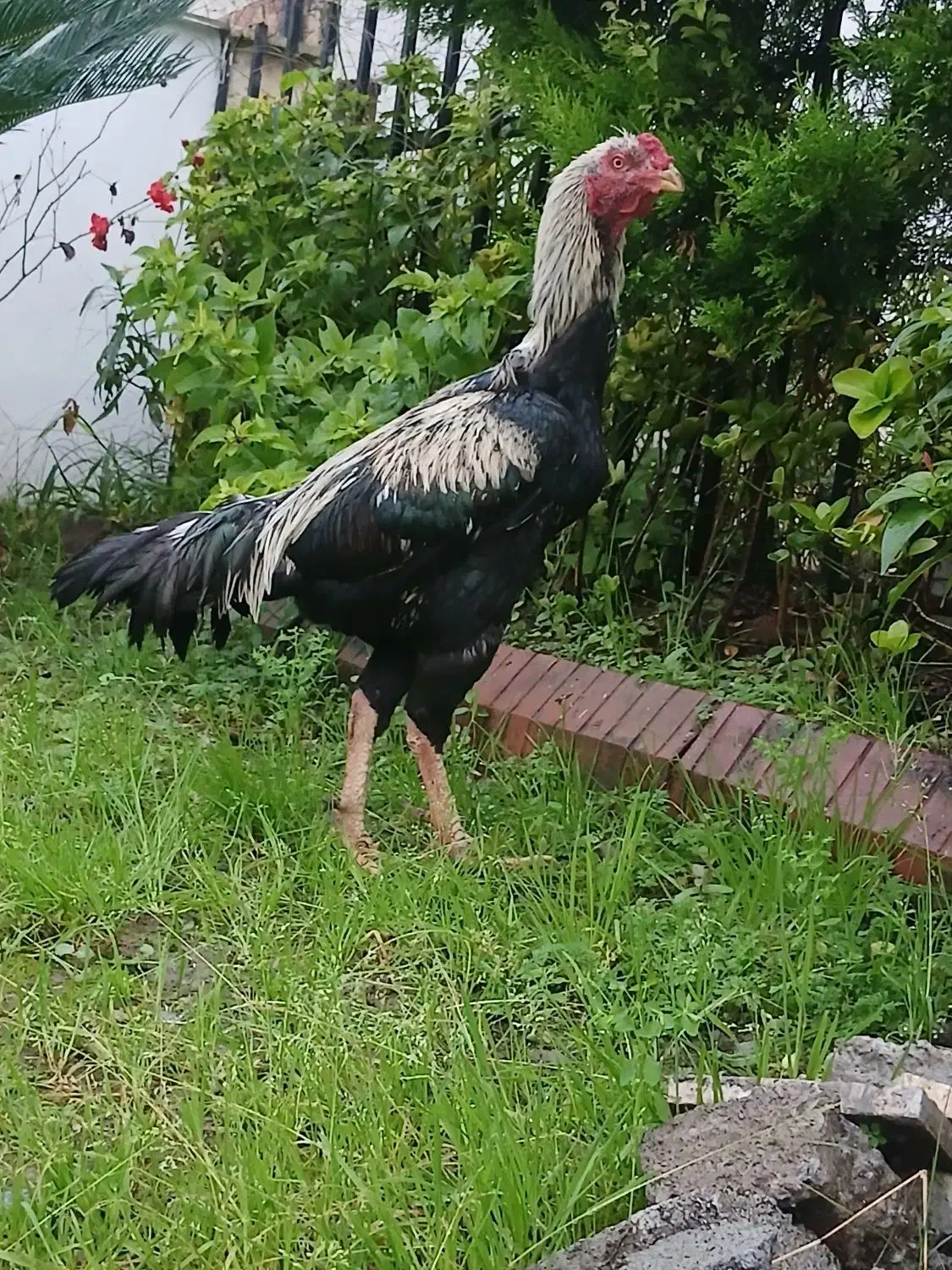 خروس لاری|حیوانات مزرعه|آمل, |دیوار