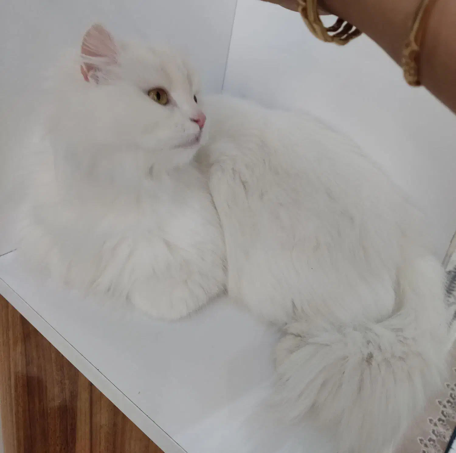 گربه پرشین ماده|گربه|بستان آباد, |دیوار