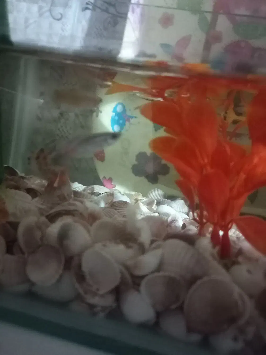 ماهی‌گوپی|ماهی|نظرآباد, شهرک سید جمال الدین|دیوار