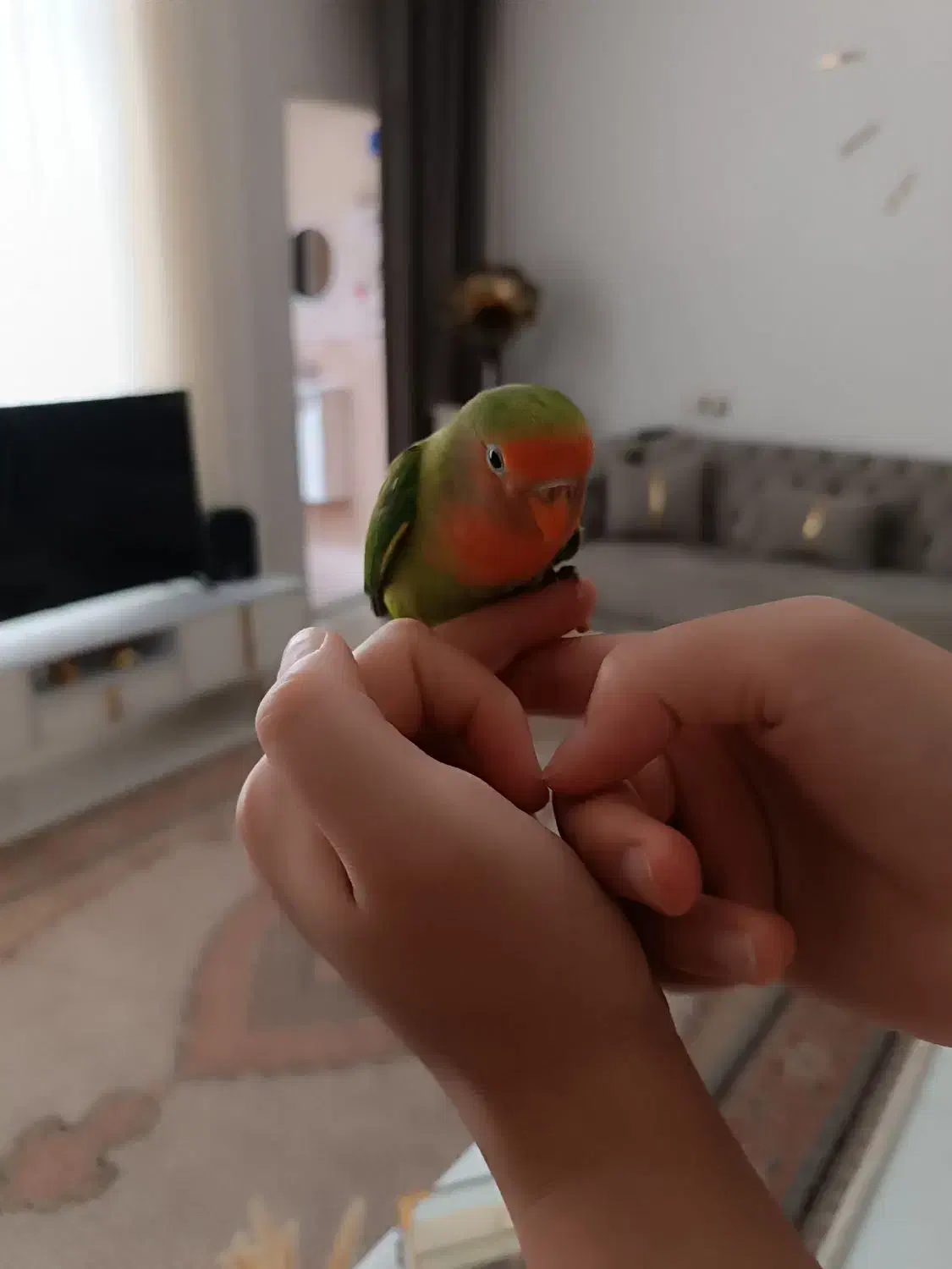 طوطی برزیلی|پرنده|اردبیل, |دیوار