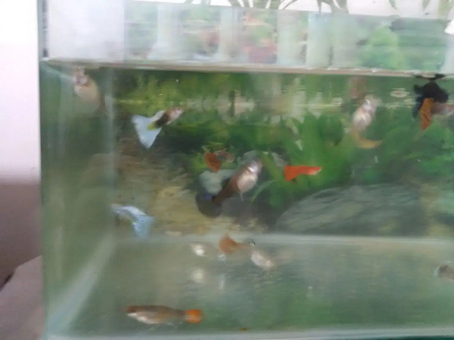 ماده شکم پر و نر|ماهی|اردبیل, |دیوار