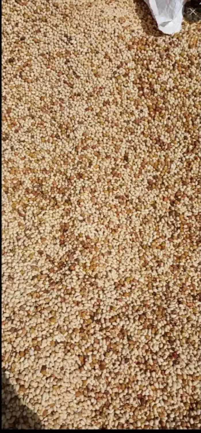 خرید پسته پوک گو و روابی نقد در محل شما|خدمات باغبانی و درختکاری|رفسنجان, |دیوار