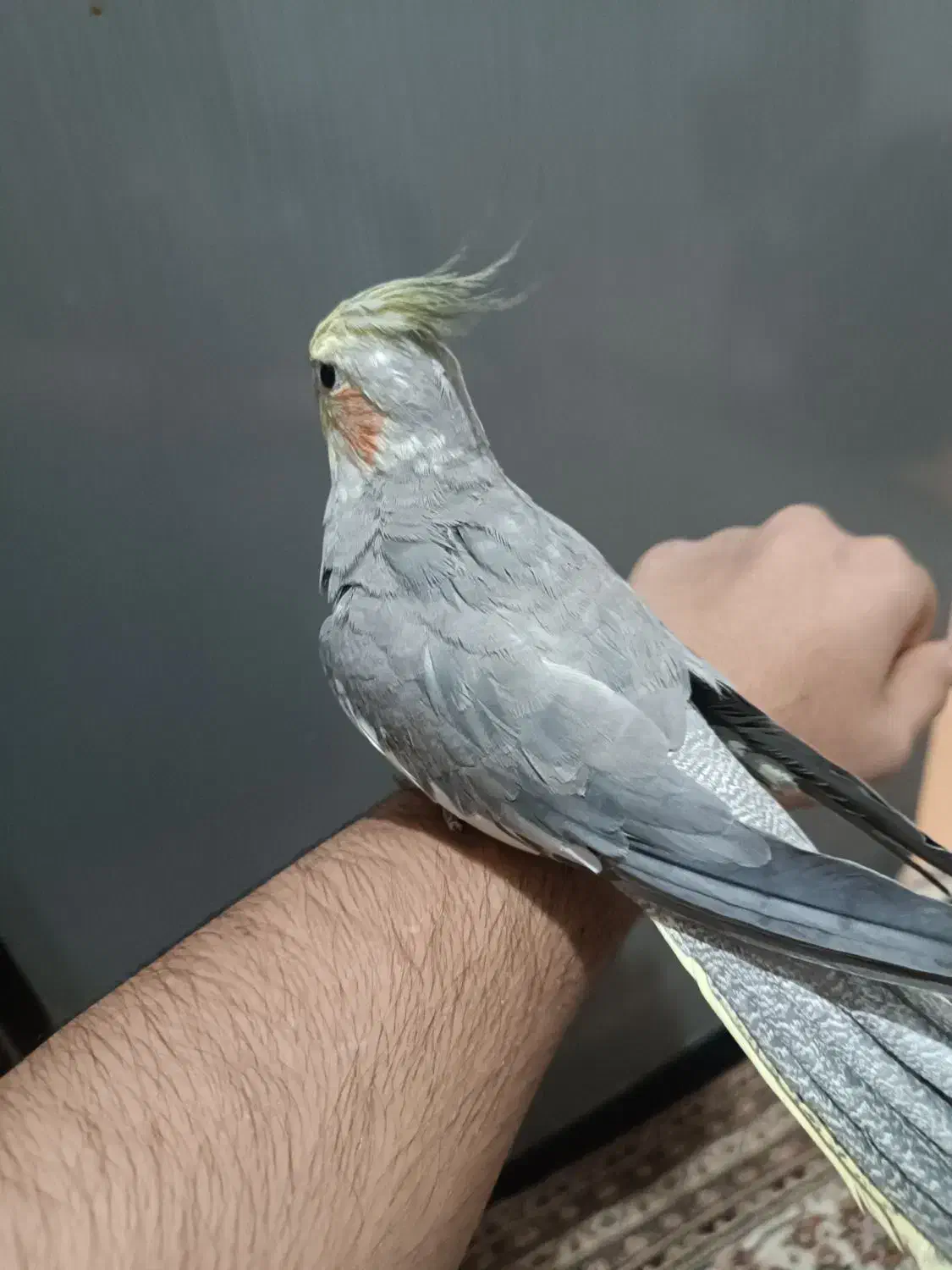 عروس هلندی|پرنده|گلستان (تهران), |دیوار