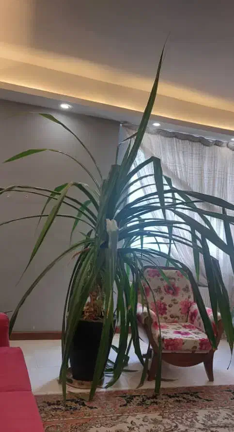 گلدان طبیعی پاندانوس|گل و گیاه طبیعی|پردیس, فاز ۸|دیوار