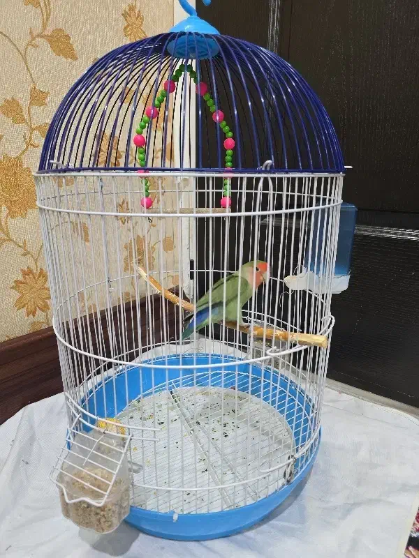 طوطی برزیلی زیبا با قفس|پرنده|قم, شاه سید علی|دیوار