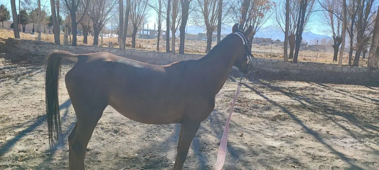 اسب مادیان (بردسیر )|اسب و تجهیزات اسبسواری|بردسیر, |دیوار