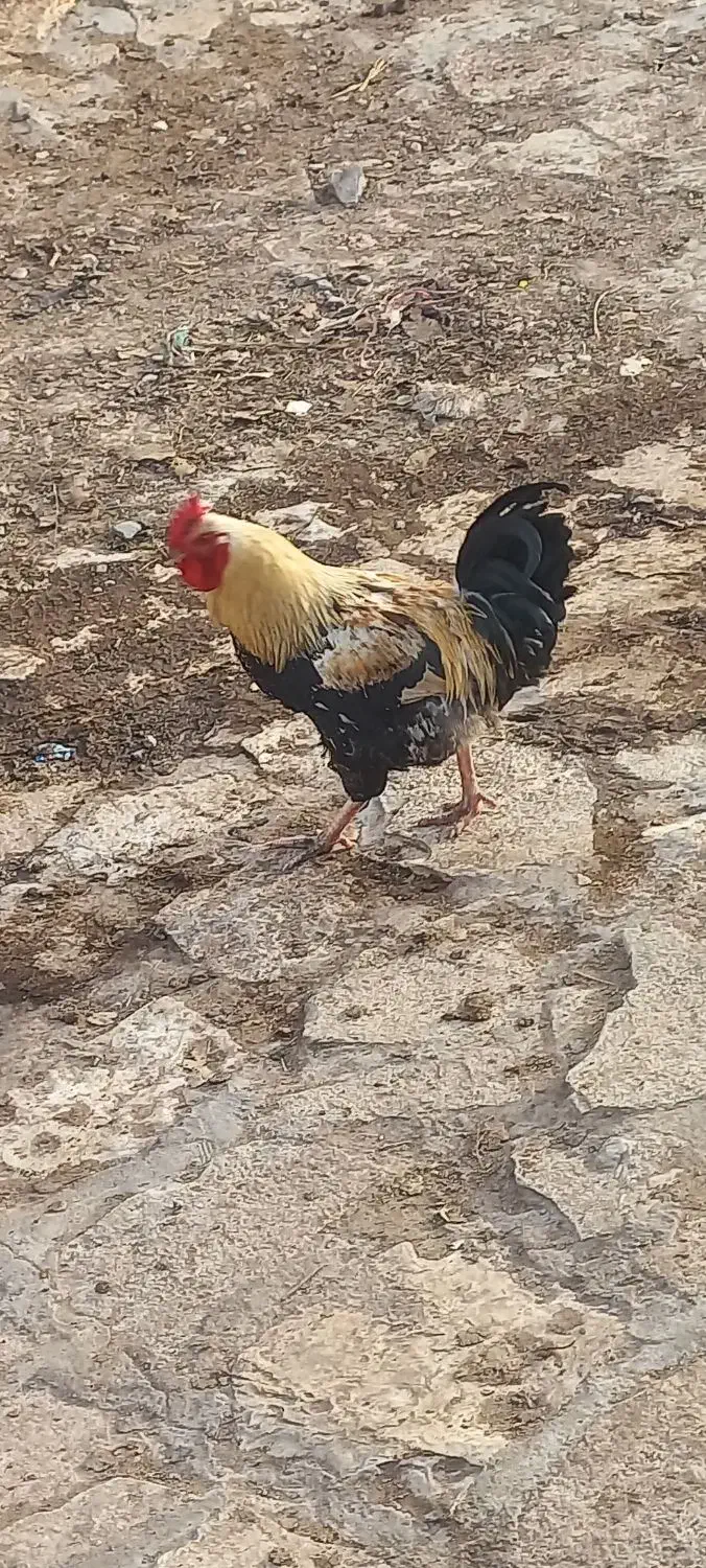 خروس|حیوانات مزرعه|کلاشی, |دیوار