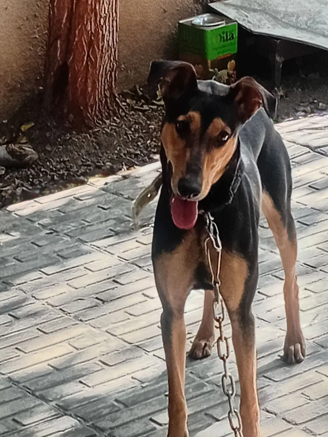 سگ دوبرمن بارگ خونی بالا|سگ|کرمانشاه, |دیوار