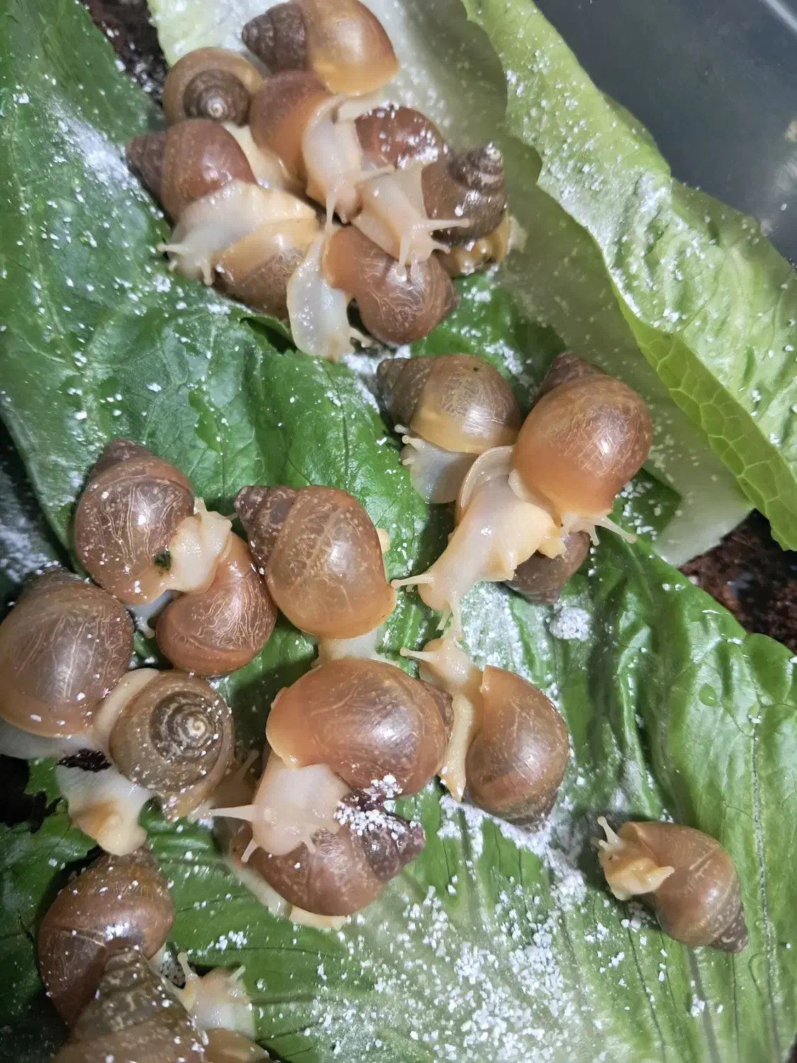 فروش حلزون البینو زیر قیمت بازار|خزنده|شیراز, دکتر حسابی|دیوار