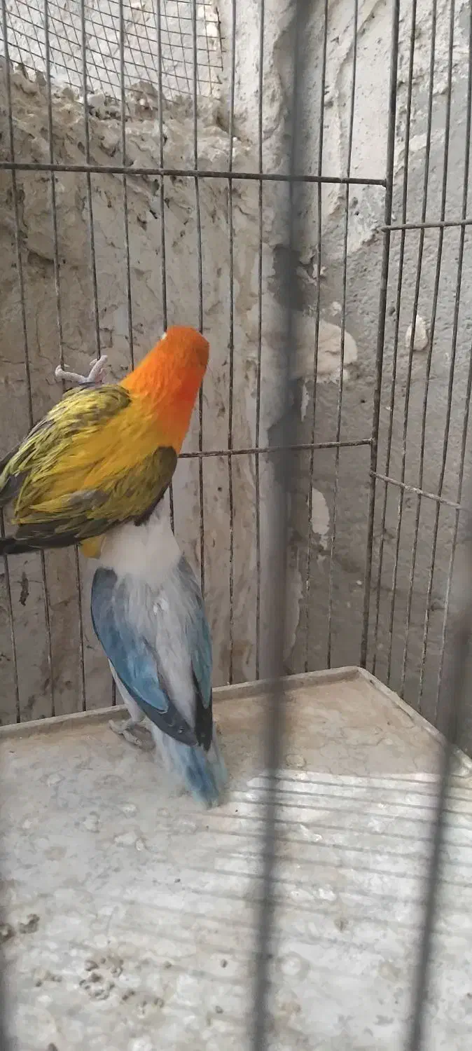 کتوله|پرنده|سراوان, |دیوار