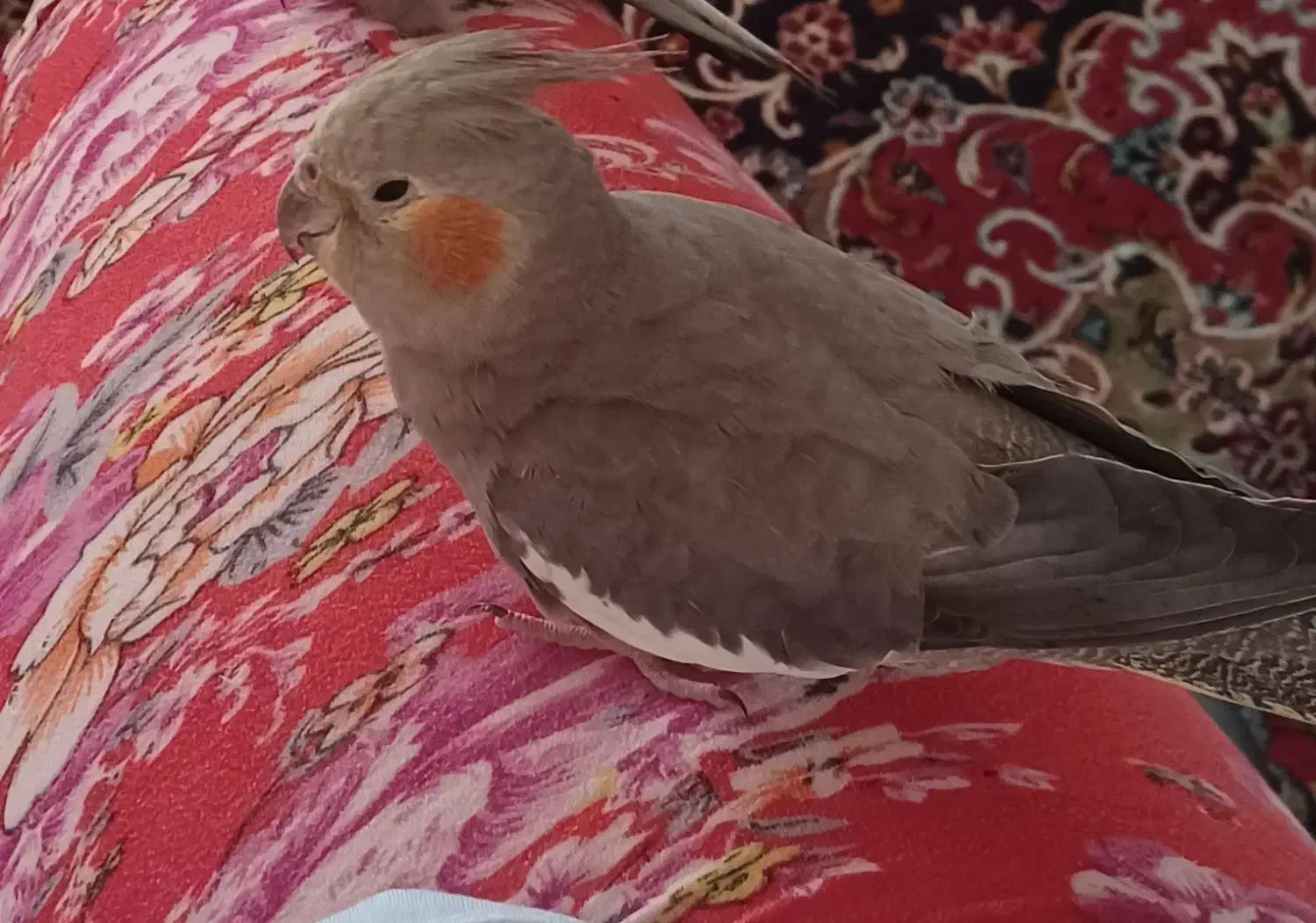 گمشده|حیوانات|دزفول, |دیوار