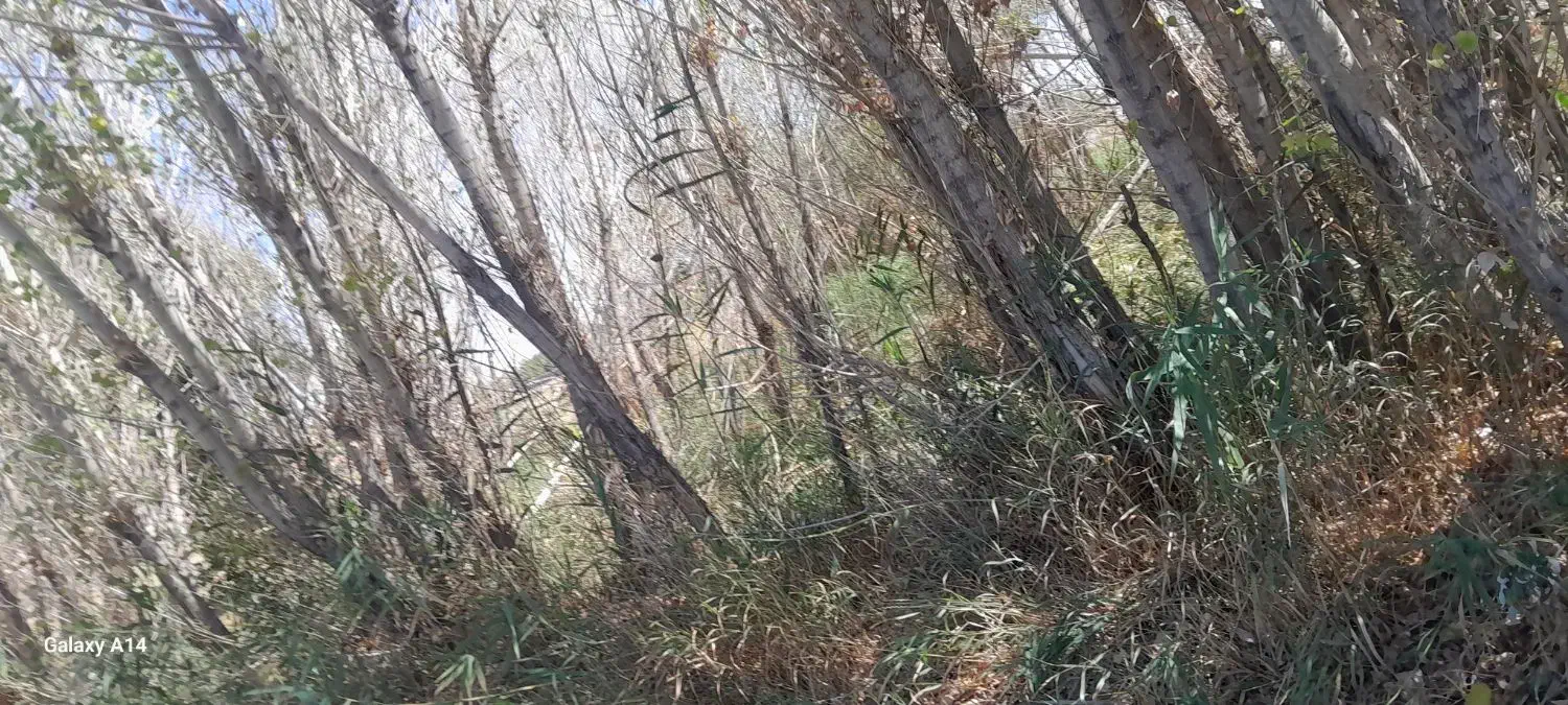 دیوار|خدمات باغبانی و درختکاری|سجاس رود, |دیوار