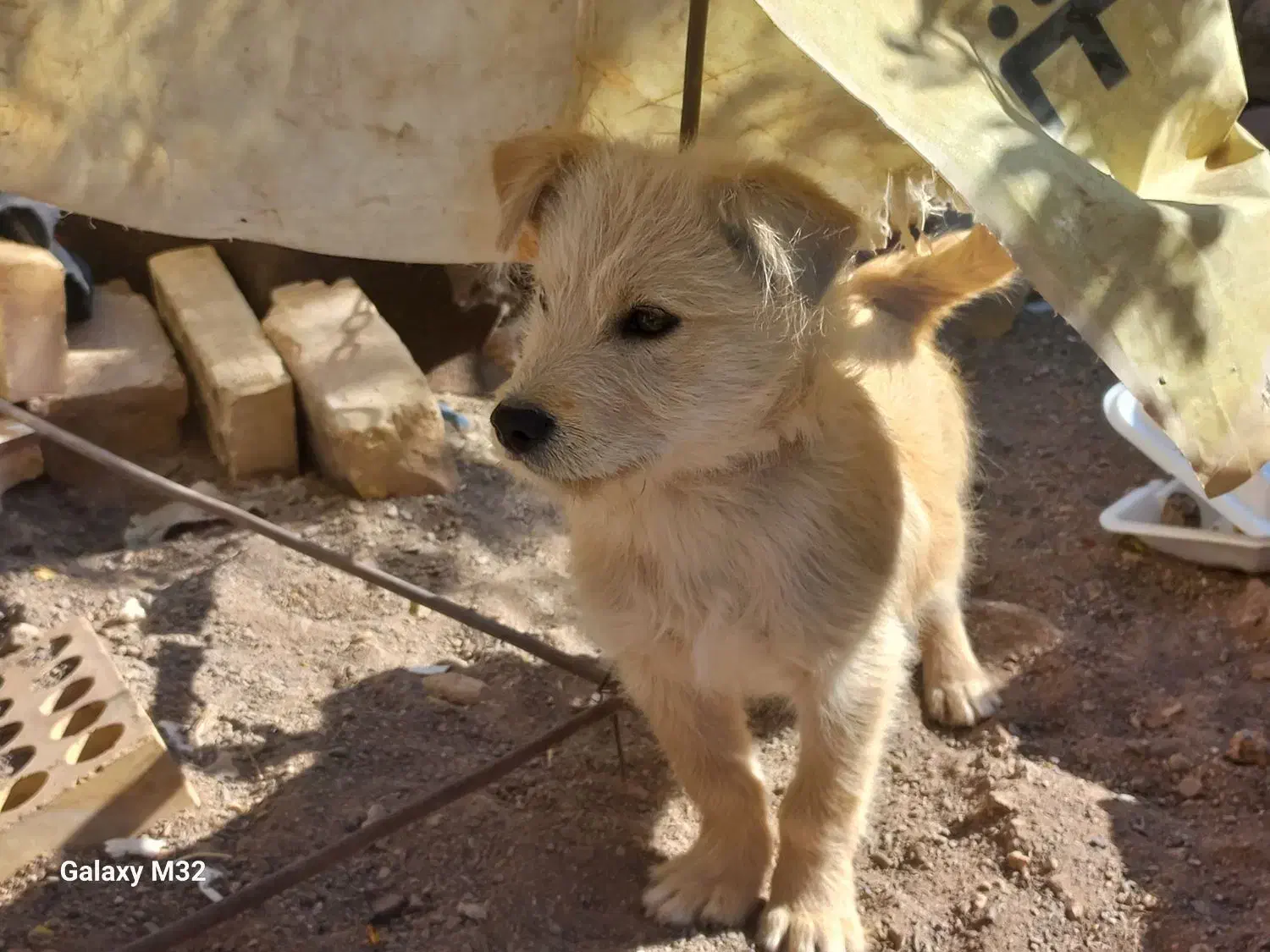 سگ فروشی|سگ|رفسنجان, |دیوار