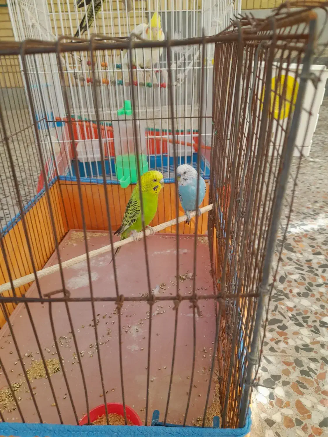 یک جفت مرغ عشق|پرنده|شیراز, تندگویان|دیوار