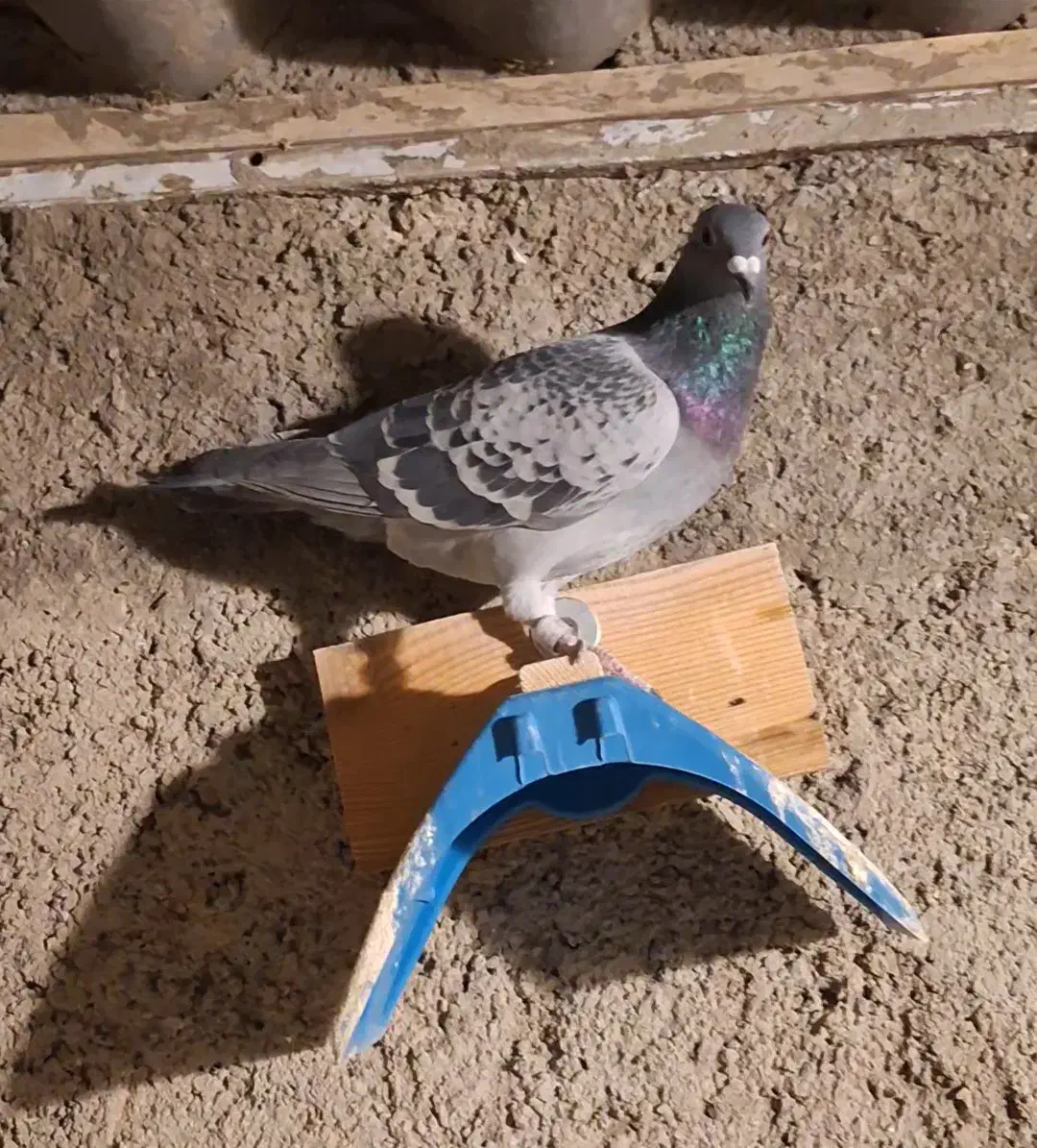 کبوتر پلاکی یا مسافتی|پرنده|کرج, شهرک پردیسان|دیوار