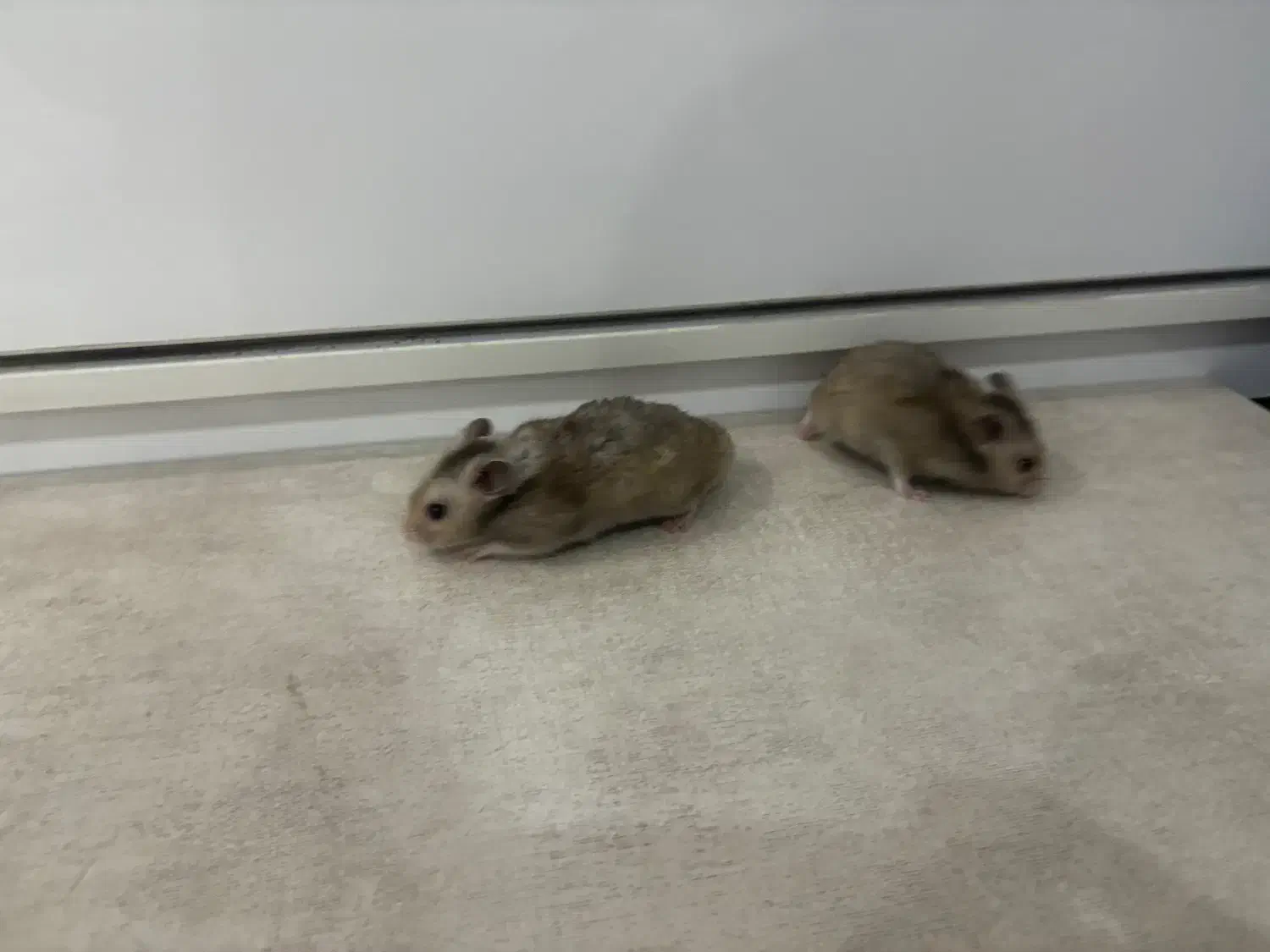 همستر اهلی|موش و خرگوش|اندیمشک, |دیوار