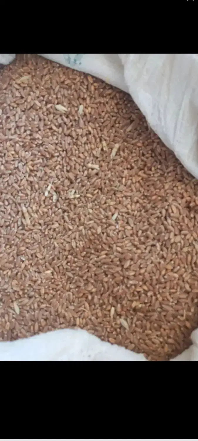 گندم آفتاب|خوردنی و آشامیدنی|سرپل ذهاب, |دیوار