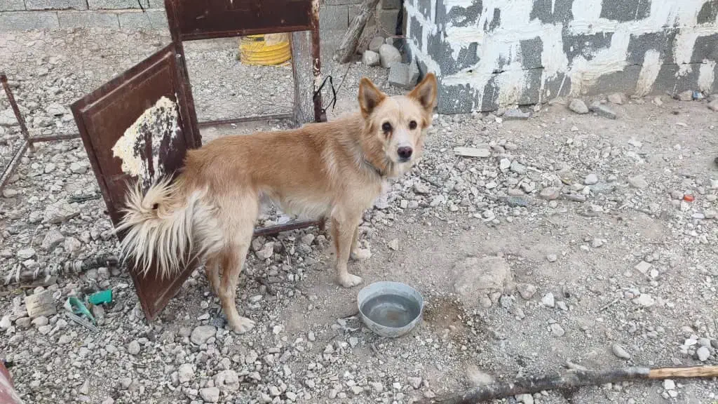 سگ نر زیبا و بازیگوش با دو میلیون|سگ|لار, |دیوار