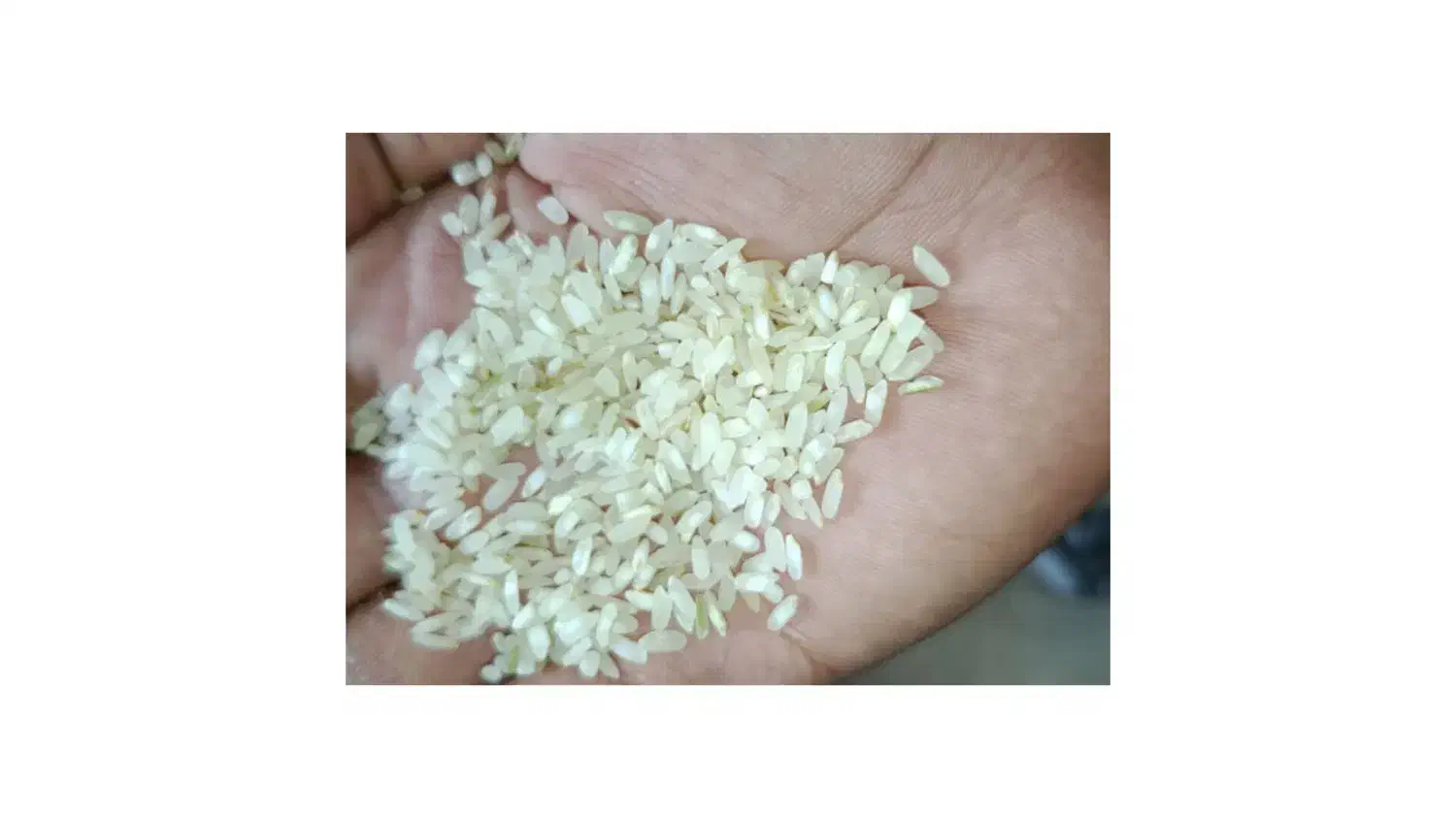 برنج کامفیروزی|خوردنی و آشامیدنی|سپیدان, |دیوار