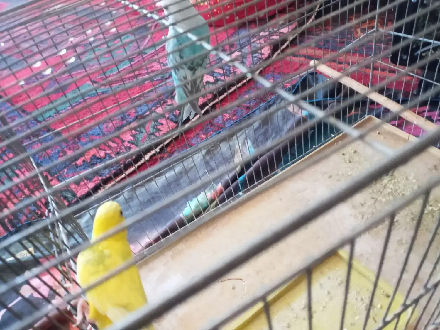 یک جفت مرغ عشق نر وماده|پرنده|تبریز, |دیوار