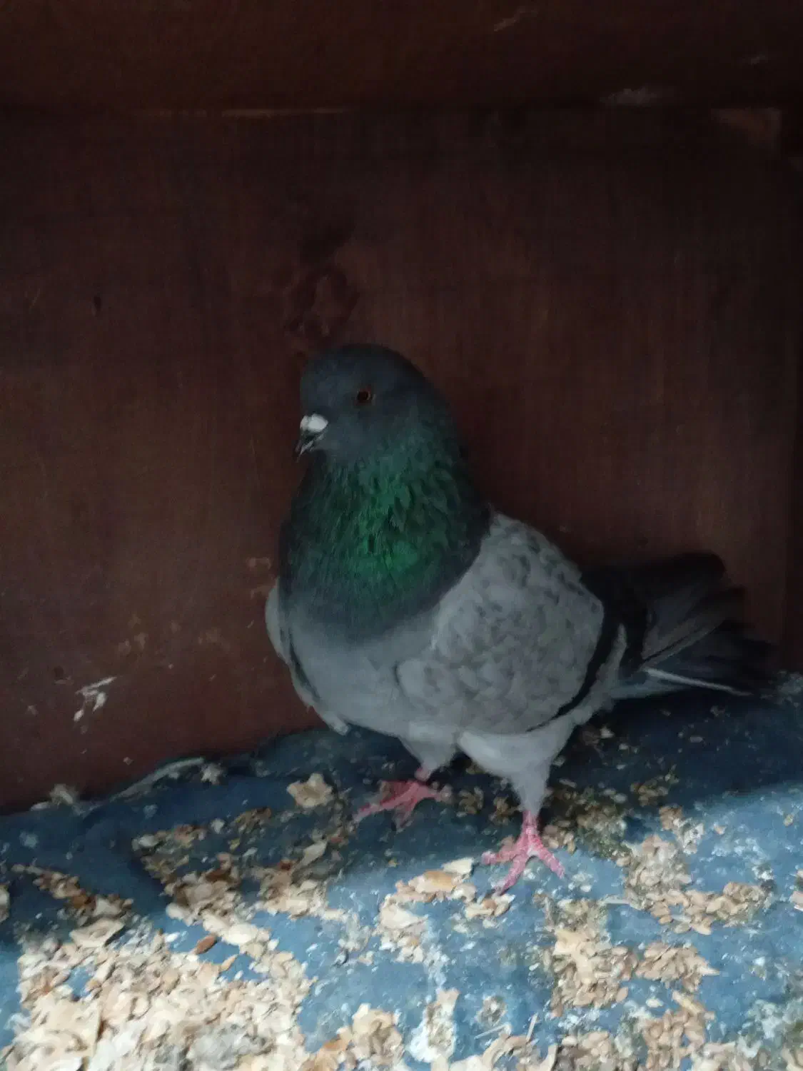 کفتر پرشی کبوتر|پرنده|علی‌آباد کتول, |دیوار