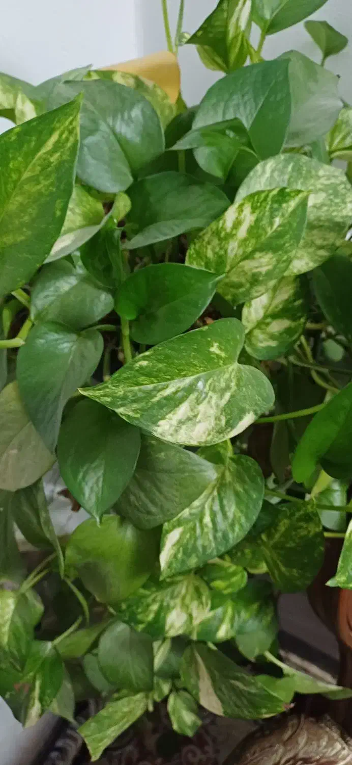 جویای کار پاره وقت|خدمات پیشه و مهارت|دلیجان, |دیوار