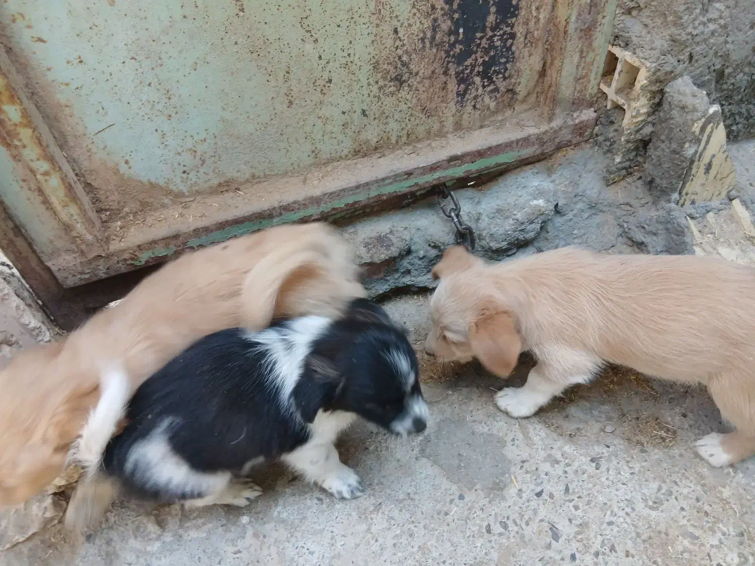 سه عدد سگ پا کوتاه|سگ|زاهدان, |دیوار