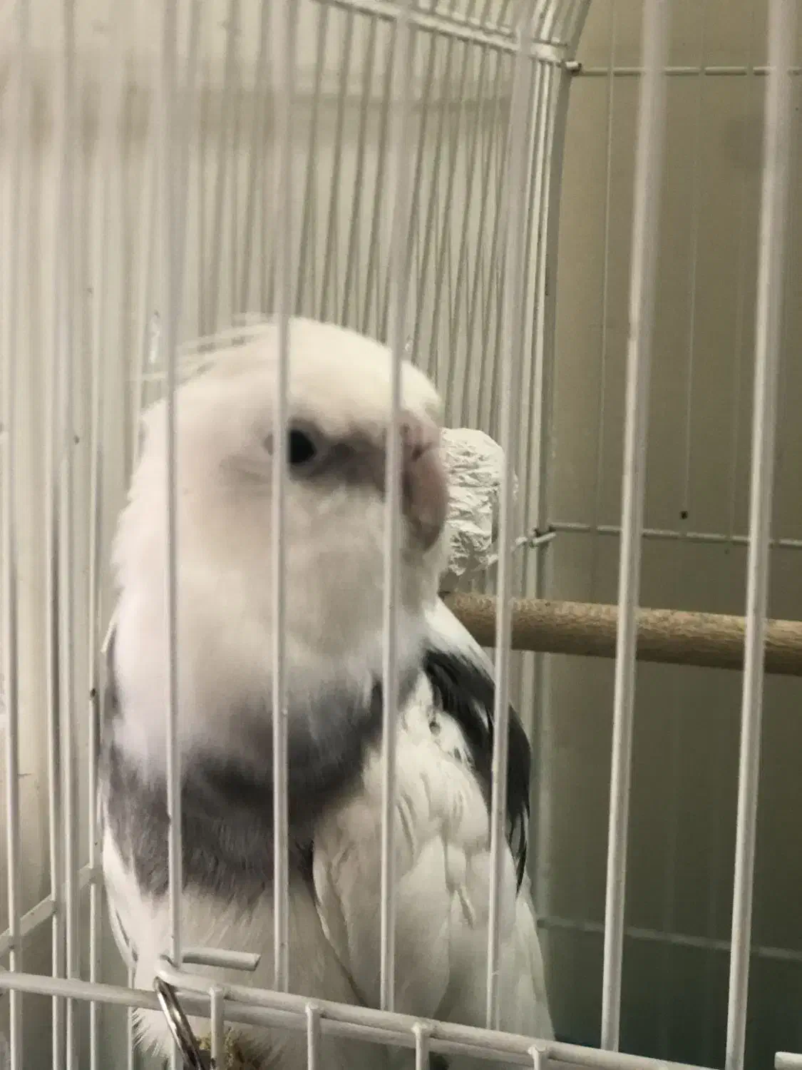 گوش عروس هلندی بسیار زیبا|پرنده|مراغه, |دیوار