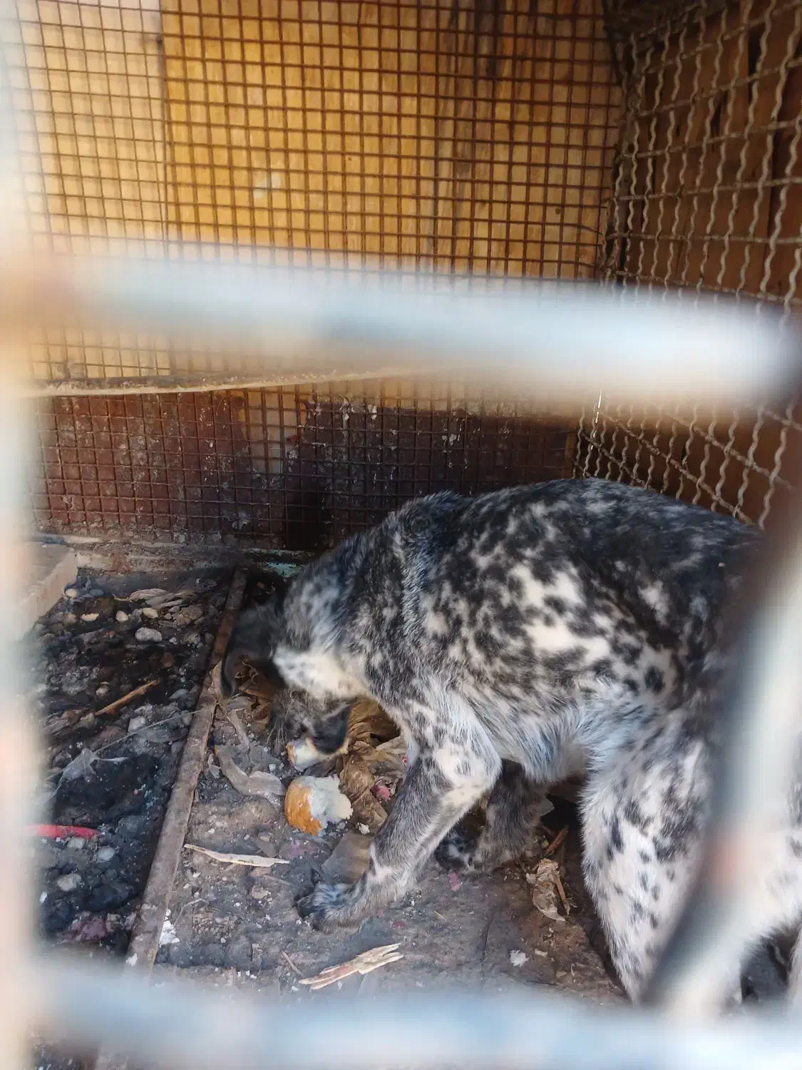 توله سگ|سگ|ماهدشت, |دیوار